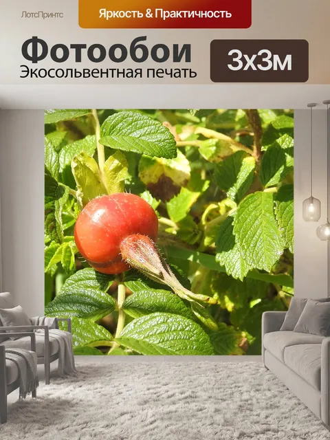 Фотообои Роза