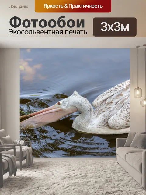 Фотообои пеликан
