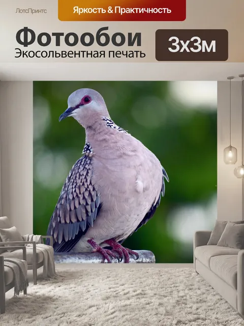 Фотообои Пятнистый голубь 15