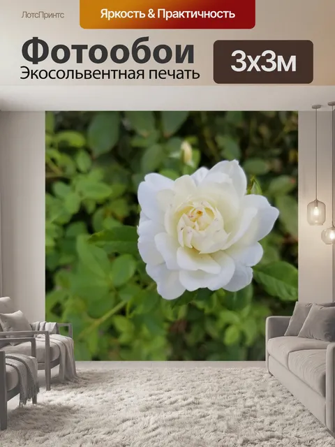 Фотообои белая роза