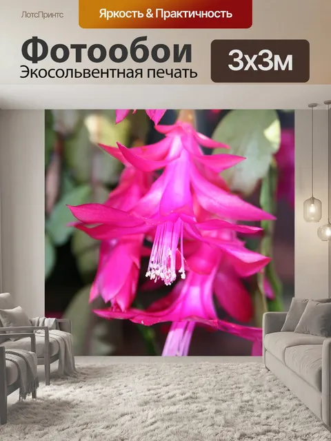 Фотообои Тычинки на розовом цветке Краб коготь