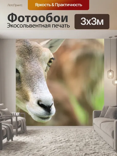 Фотообои Красивая картинка, Олени, Крупным планом
