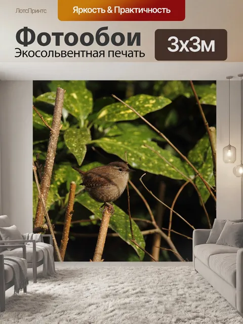 Фотообои Крапивник