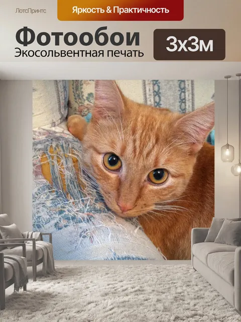 Фотообои Кот в председателя