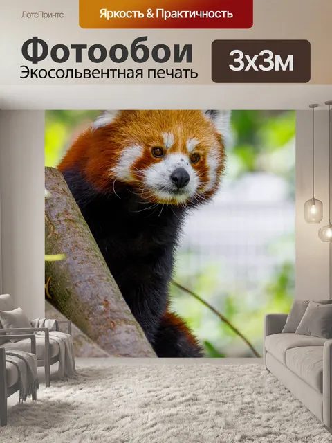 Фотообои Красная панда