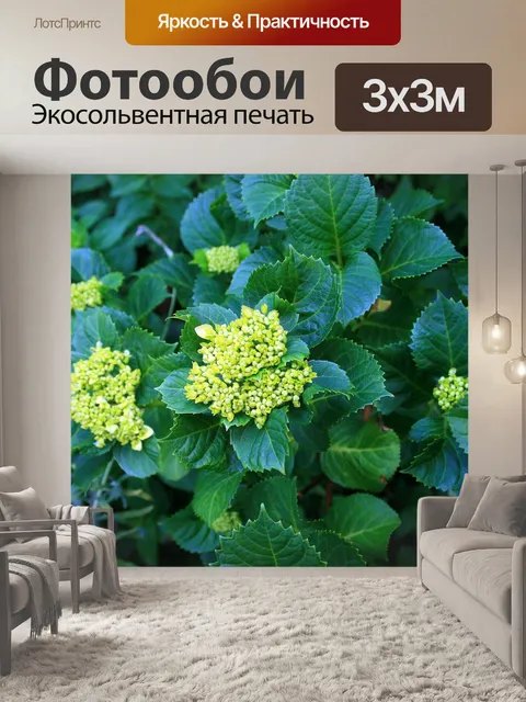 Фотообои еще зеленый цветок гортензии