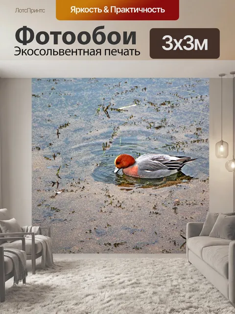 Фотообои Утка
