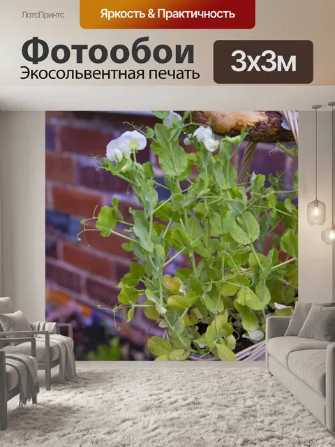 Фотообои Белые цветы на молодом горохе