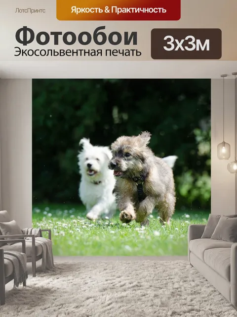 Фотообои Две бегущие собаки
