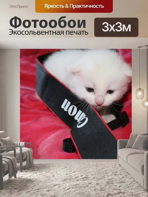 Фотообои Котик