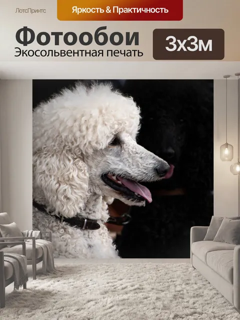Фотообои Белый пудель, собака, домашнее животное