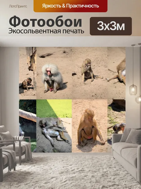 Фотообои Бабуин коллаж 2