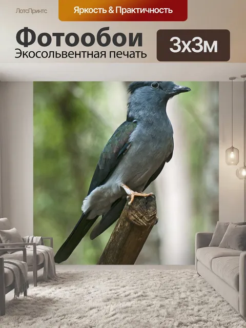 Фотообои Птица с синей шеей