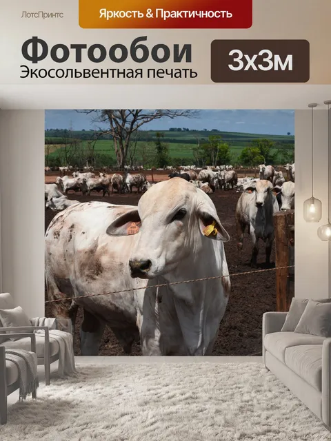 Фотообои Корова