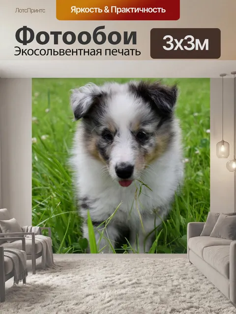 Фотообои Щенок