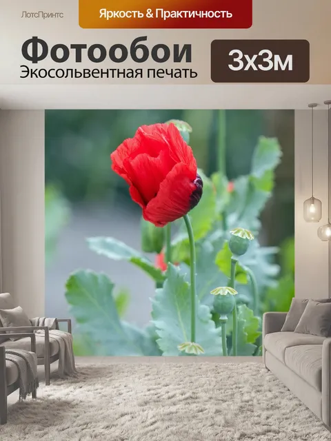 Фотообои Цветы мака