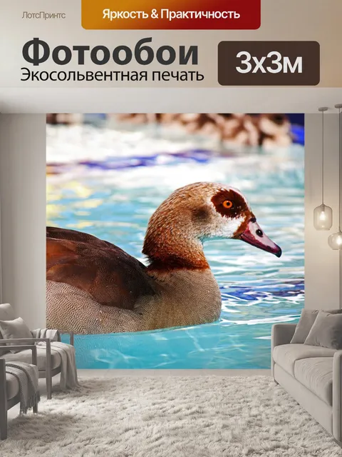 Фотообои египетский гусь в бассейне