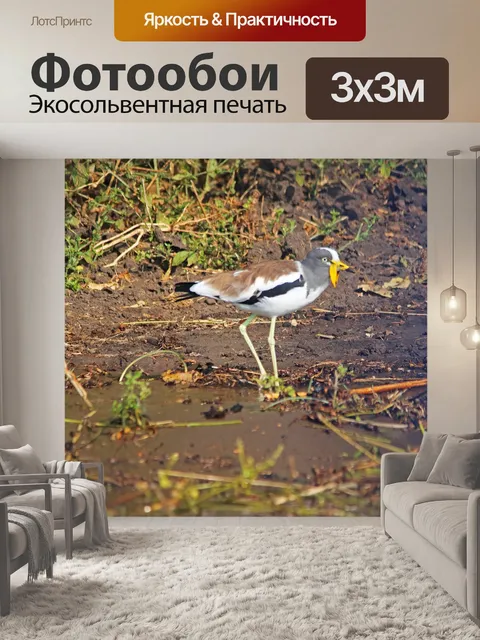 Фотообои белая птица-птица