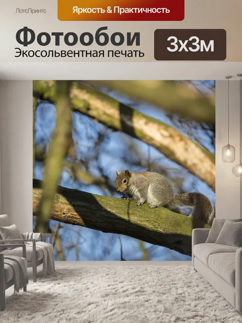Фотообои белочка