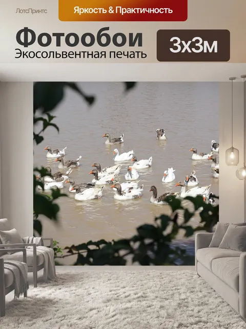 Фотообои Ducks