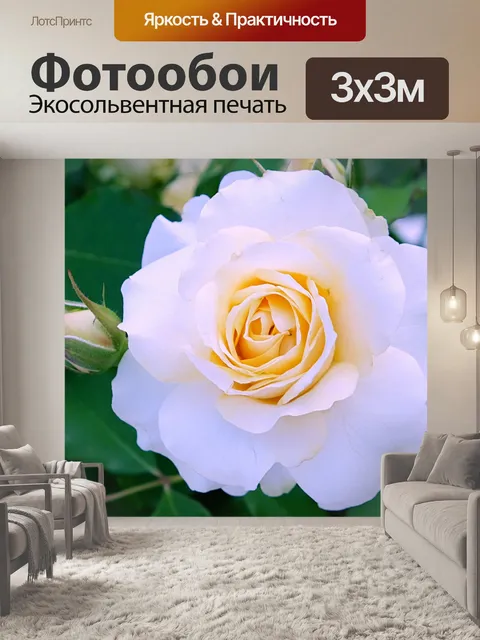 Фотообои Цветок белой розы
