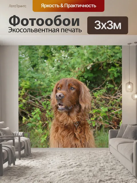 Фотообои Собака