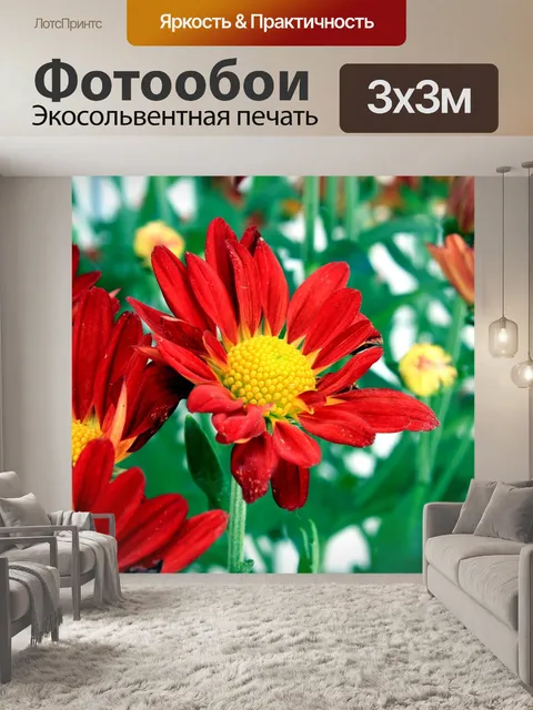 Фотообои Хризантема