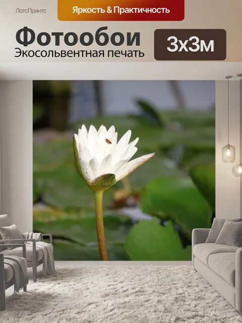 Фотообои белый цветок лотоса в цвету