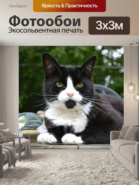 Фотообои Кошка