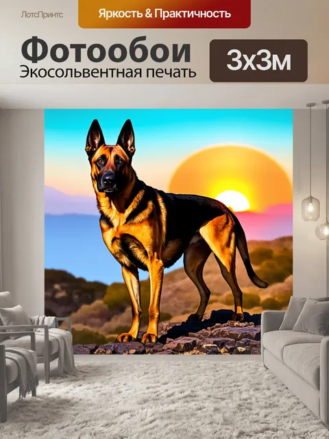 Фотообои бельгийский малинуа, уверенно встающий на скалистой местности, его взгляд полон решимости, с ярким закатом…