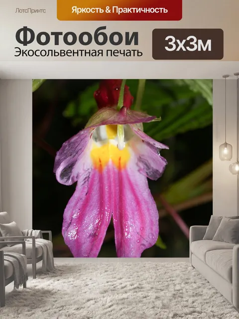 Фотообои Цветок попугая Чианг Дао, Чианг Май