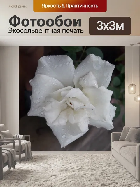 Фотообои белая роза