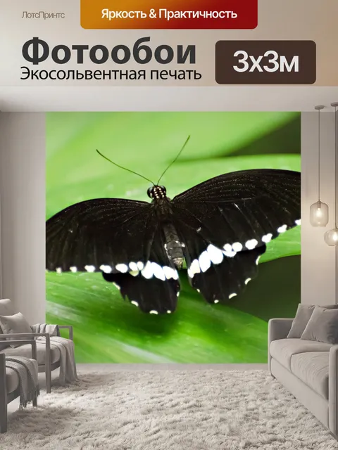 Фотообои бабочка