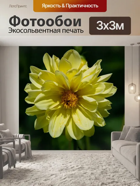 Фотообои георгин, цветок, флора