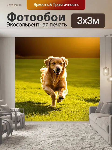 Фотообои золотистый ретривер бегает по полю с зеленой травой в лучах утреннего солнца
