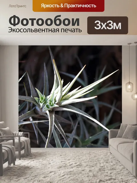 Фотообои листья эпифита, образующие новый кластер