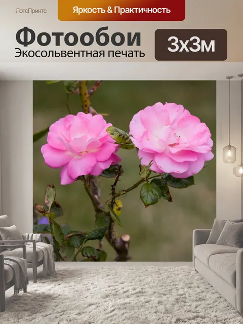 Фотообои Цветы розовые розы
