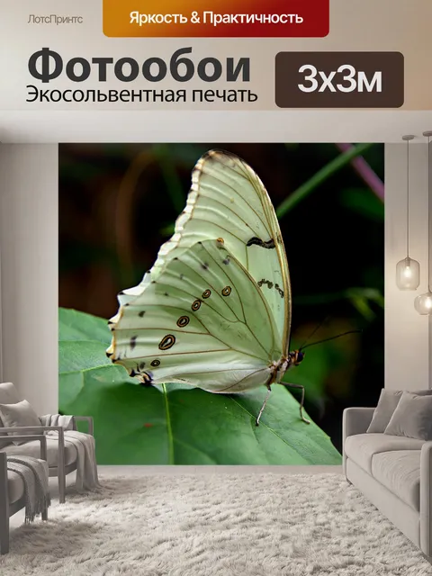 Фотообои Бабочка