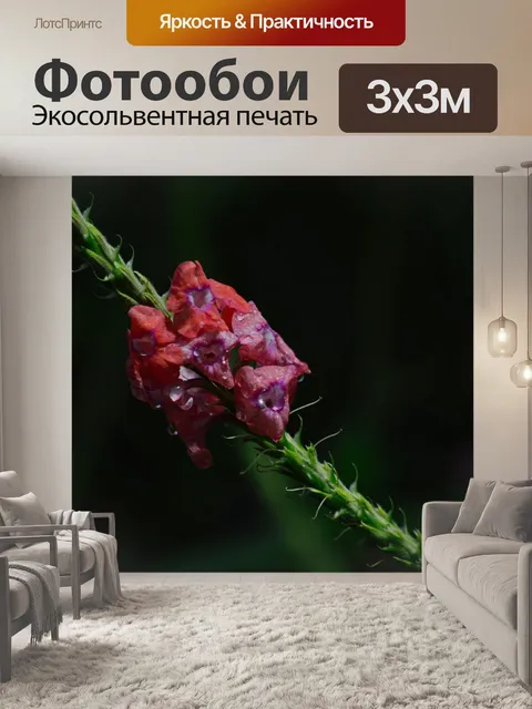 Фотообои Коста-рика