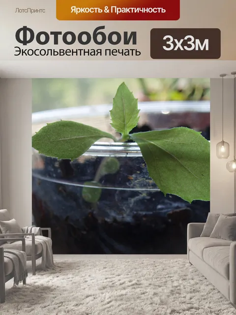 Фотообои Выращивание семян в чашке