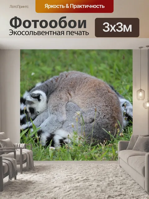 Фотообои Кольцо хвост лемур