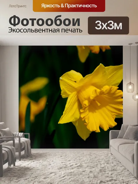 Фотообои Цветок, нарцисс, луковичное растение