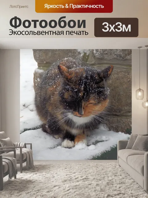 Фотообои Кот