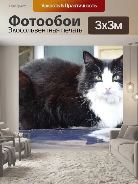 Фотообои Кот на крыше автомобиля