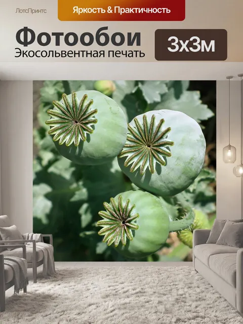 Фотообои Маки