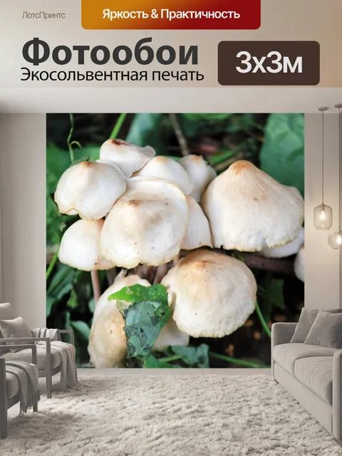 Фотообои грибы