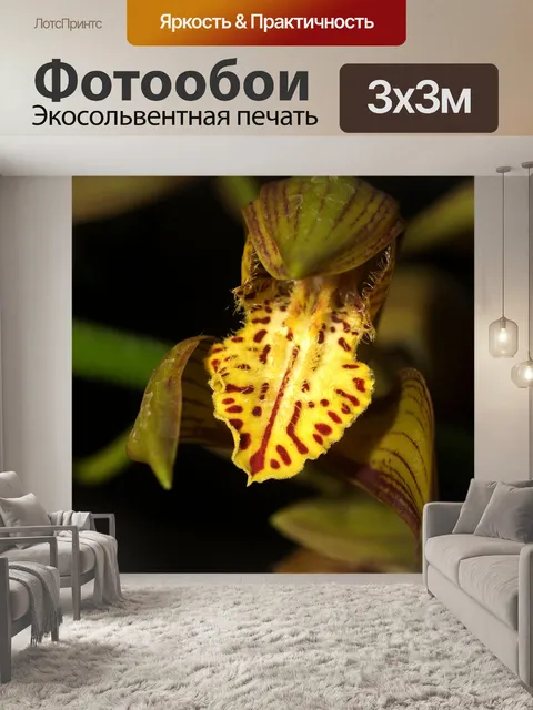 Фотообои Фото цветка орхидеи