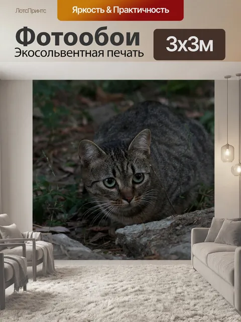 Фотообои Кот
