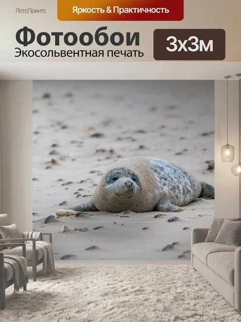 Фотообои Серый тюлень