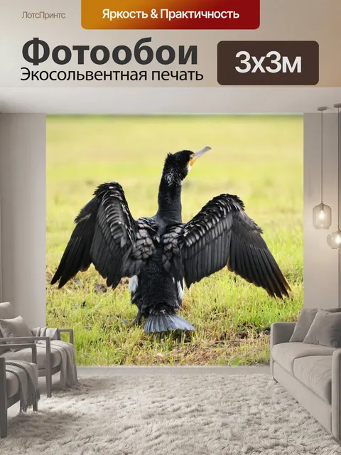 Фотообои Большой баклан